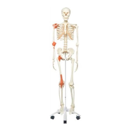 Fabrication Enterprises 3B Anatomical Model - Leo The Ligament Skeleton on Roller Stand 950697
